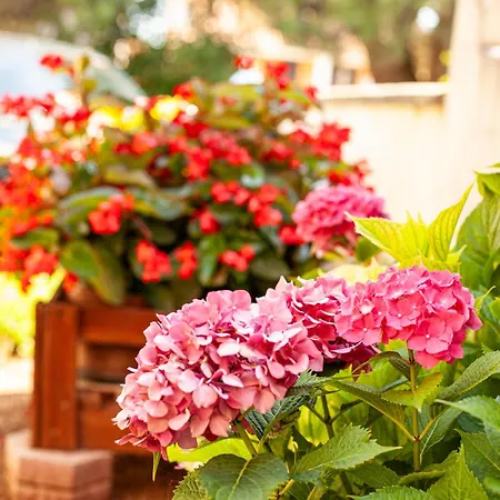 Borik Apartmán Pula