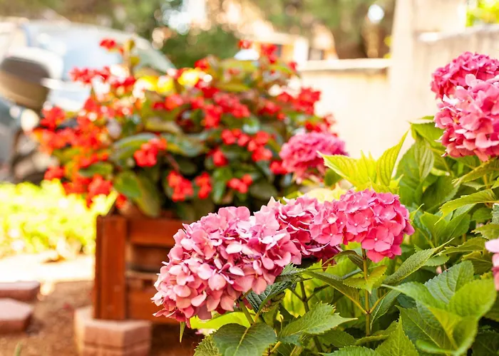 Borik Apartmán Pula